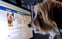 Facebook não permite mais a venda de animais vivos Facebook não permite mais a venda de animais vivos