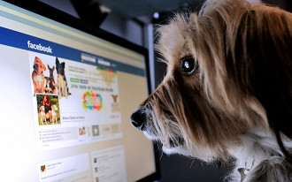Venda de animais no Facebook está proibido 