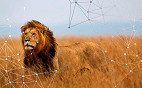Como a internet das coisas está salvando animais ameaçados de extinção Como a internet das coisas está salvando animais ameaçados de extinção