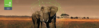 Elefantes no Zâmbia receberão auxílio do Connected Conservation