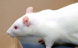 NASA envia 20 ratos para Estação Espacial Internacional, saiba o motivo NASA envia 20 ratos para Estação Espacial Internacional, saiba o motivo