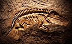 O que foram as extinções em massa? O que foram as extinções em massa?