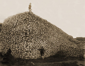 Caveiras de búfalos esperando para virarem fertilizante no séc. XIX