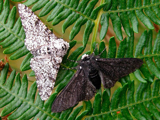 Mariposas são exemplo concreto da evolução