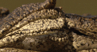 Crocodilos são os melhores exemplos de terceira pálpebra