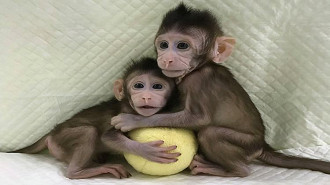 Macacos clonados na China.
