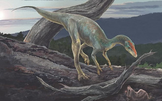 Estudo mostra que parente de tiranossauro viveu no Brasil há 233 milhões de anos.