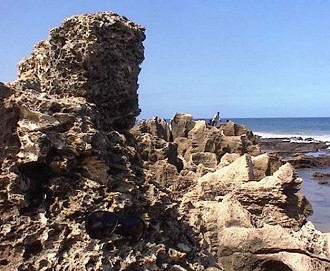 Ostras fósseis descansando vários metros acima da zona de arrebentação perto de Durban, África do Sul.
