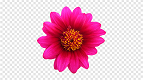 Como deixar a imagem com fundo transparente no Photoshop