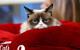 Grumpy Cat morre aos sete anos: seu espírito continuará vivo por meio de seus fãs dizem os donos Grumpy Cat morre aos sete anos: seu espírito continuará vivo por meio de seus fãs dizem os donos