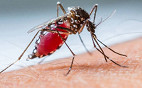 Roupa de grafeno é o melhor repelente para mosquitos