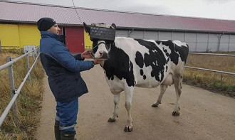 Vaca utilizando o óculos de realidade virtual. Fonte: Ministry of Agriculture and Food of the Moscow Region