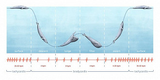 Batimento cardíaco da baleia azul de acordo com a profundidade. Fonte: Stanford News