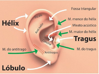 Anatomia de superfície da orelha com os elementos principais que caracterizam seu contorno. Fonte: redalyc