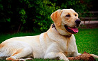 Família clona animal de estimação Família clona animal de estimação