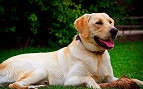 Família clona animal de estimação