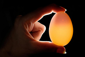 O ovo descalcificado é também translúcido - imagem: divulgação
