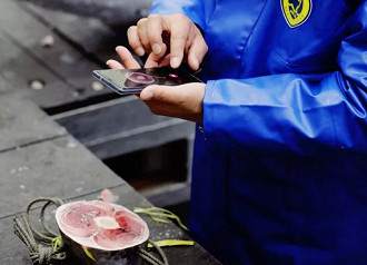 App Tuna Scope sendo utilizado para analisar a qualidade do atum. Fonte: Dentsu App Tuna Scope sendo utilizado para analisar a qualidade do atum. Fonte: Dentsu