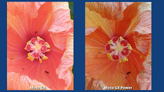 Comparação de fotos - Detalhe de uma flor