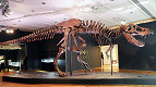 Fóssil de T.Rex é leiloado por $31,85 milhões de dólares