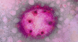 O arenavirus retornou ao Brasil em janeiro deste ano.