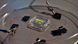 Tatuagem de tela OLED flexível é criada, confira seu proposito e funcionamento! Tatuagem de tela OLED flexível é criada, confira seu proposito e funcionamento!