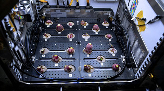 Rabanetes cultivados na ISS. (Imagem: Reprodução / NASA)