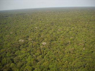 Floresta amazônica vista de cima. (Imagem: Rosa Maria por Pixabay)