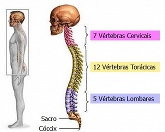 Formato da coluna vertebral humana. Fonte: ADAM