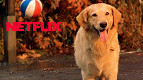 5 Filmes com cachorros para assistir na Netflix 5 Filmes com cachorros para assistir na Netflix