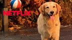 5 Filmes com cachorros para assistir na Netflix