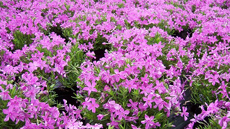 Flores do tipo Phlox Subulata, responsáveis pelo nome do fenômeno superlua rosa. (Imagem: Phillip Merritt, via Flickr)