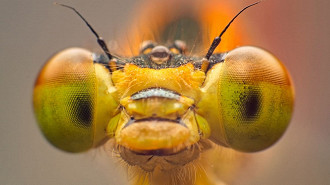 Com a lente macro, é possível captar os diversos detalhes. (Imagem: Reprodução / Shutterstock)