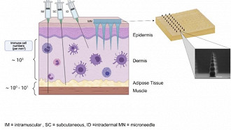Esquema comparando os dois métodos de vacinação (injeção com seringas e injeção com placas adesivas). Fonte: Universidade de Stanford