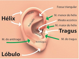 Anatomia de superfície da orelha com os elementos que caracterizam seu contorno. Fonte: redalyc