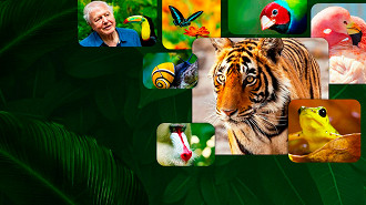 A Vida em Cores com David Attenborough