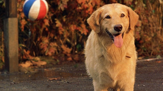 Bud - O cão amigo