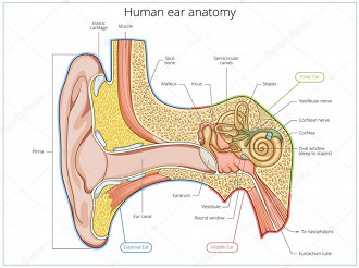 Anatomia do ouvido humano mostrando a pina com seus sulcos, o ouvido externo, o ouvido médio e o ouvido interno com suas estruturas. Fonte: depositphotos