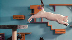 10 filmes incríveis da Netflix sobre animais que vão encantar toda a família