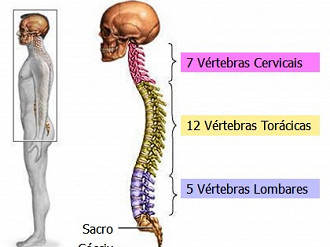 Formato da coluna vertebral humana. Fonte: ADAM