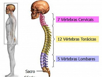 Shape of the human spine.  Source: ADAM