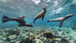 10 lugares para visitar debaixo dágua usando o Google Maps 10 lugares para visitar debaixo dágua usando o Google Maps