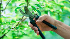 Estudo Revela: Plantas gritam em momentos de estresse Estudo Revela: Plantas gritam em momentos de estresse