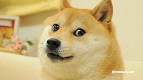 Morre Kabosu, a cadela do meme Doge e Dogecoin, aos 18 anos Morre Kabosu, a cadela do meme Doge e Dogecoin, aos 18 anos