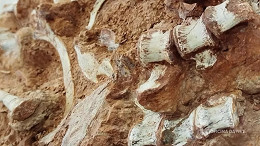 Primeiros dinossauros podem ter surgido no Brasil, aponta novo estudo Primeiros dinossauros podem ter surgido no Brasil, aponta novo estudo