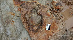 Pesquisadores encontram pegada de dinossauro no RS Pesquisadores encontram pegada de dinossauro no RS