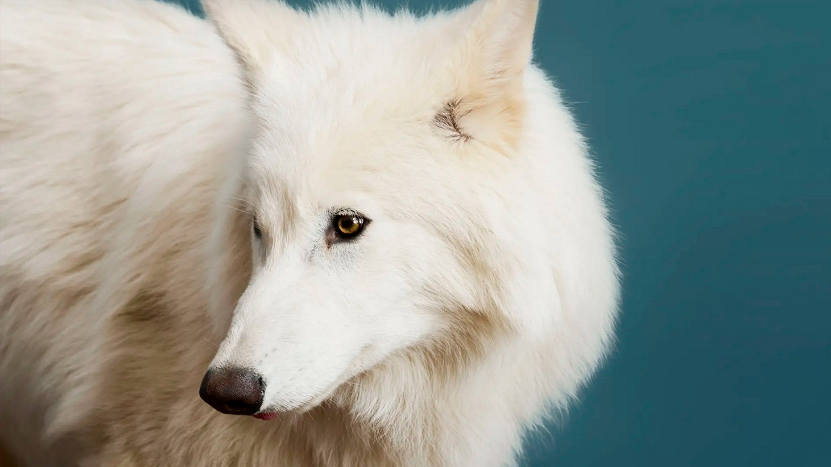 Remus; Foto de Robert Clark da TIME