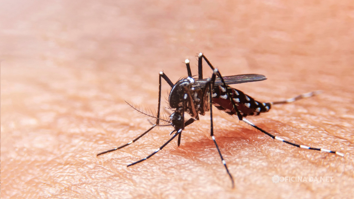Nova tecnologia com IA pode virar arma poderosa contra a dengue no Brasil.