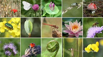 22 de maio é também o Dia Internacional da Biodiversidade 22 de maio é também o Dia Internacional da Biodiversidade