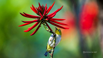 Maio é o mês da biodiversidade Maio é o mês da biodiversidade